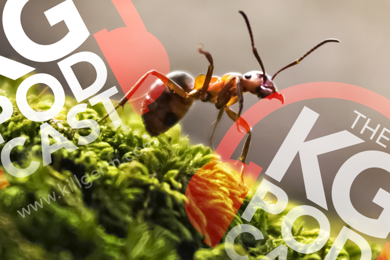 Killgerm Podcast